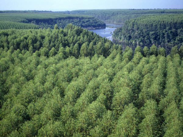 Лесные ресурсы Ульяновск