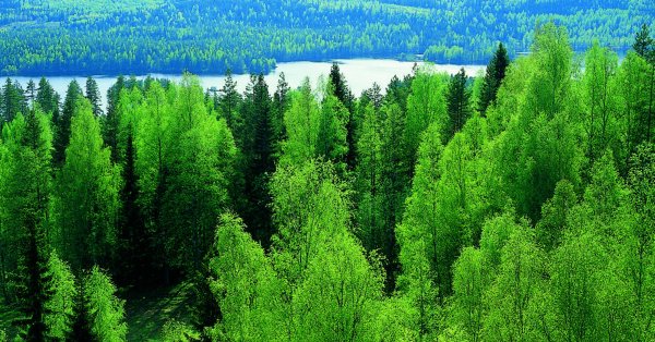 Финские еловые леса Финляндия