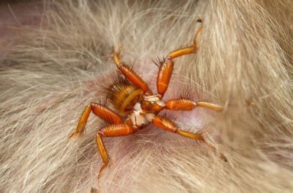 Мухи-паучницы семейства Nycteribiidae