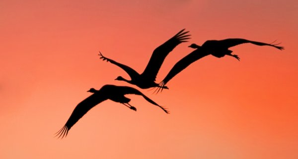 Красивые силуэты птиц Журавли
