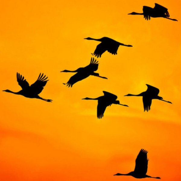 Клин журавлей в небе