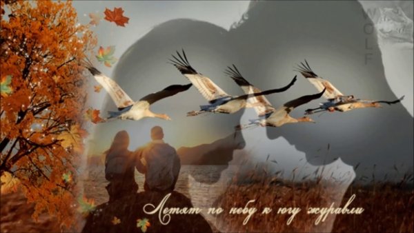 Журавли любовь