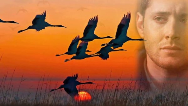 Улетающие Журавли и человек