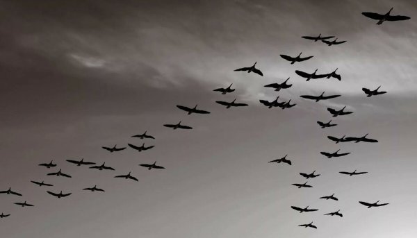 Стая птиц в небе