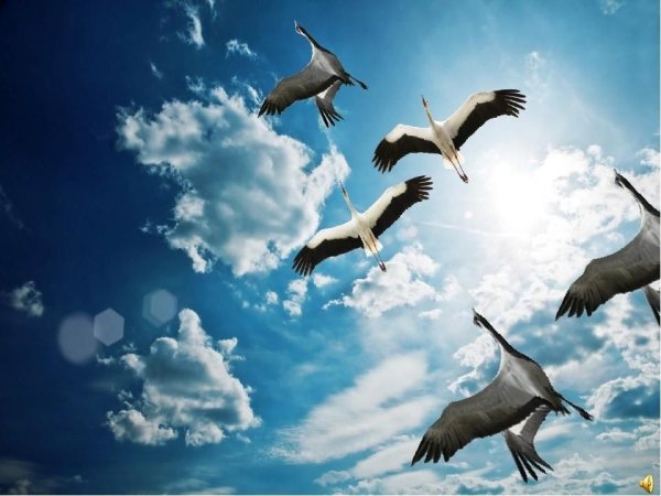 Белый журавль