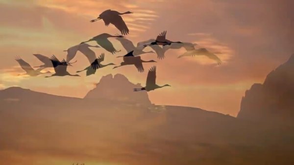 Унесите меня Журавли Кобяков