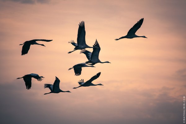 Журавли пролетали