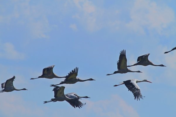 Журавлиный Клин