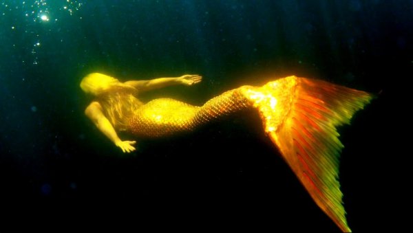 Золотой хвост русалки