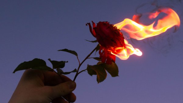 Цветок горит