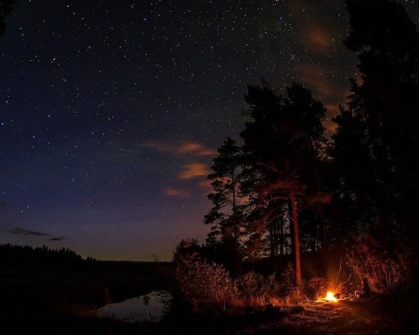 Тайга ночью