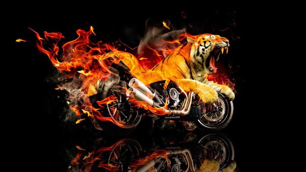 Тигр мотоциклист