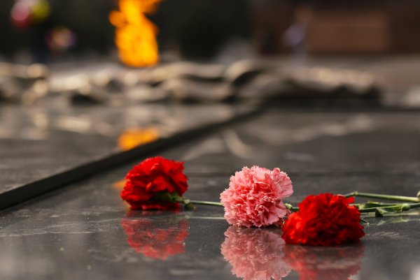 Гвоздика вечный огонь фон