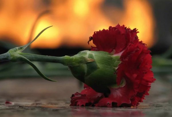 Красные гвоздики память