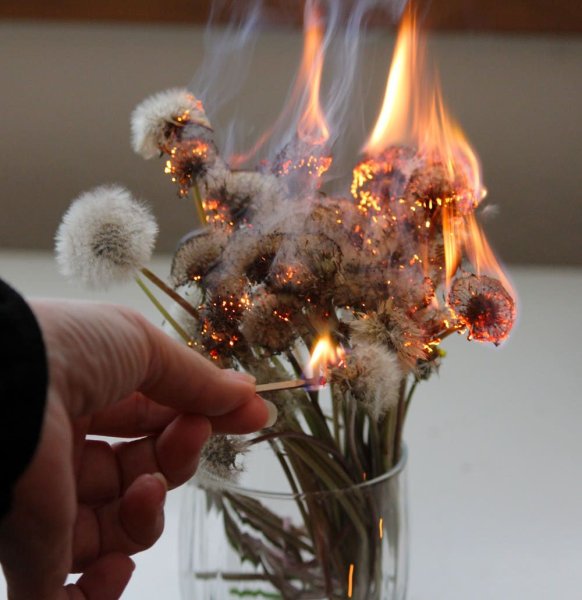 Горящий цветок Эстетика