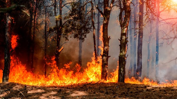 Горящий лес