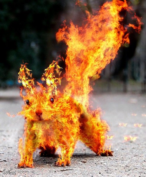 Животные в огне