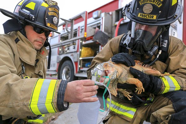Пожарные спасают людей