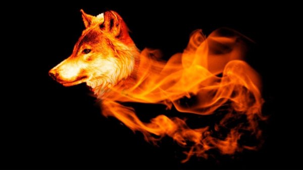 Wolf Fire gif
