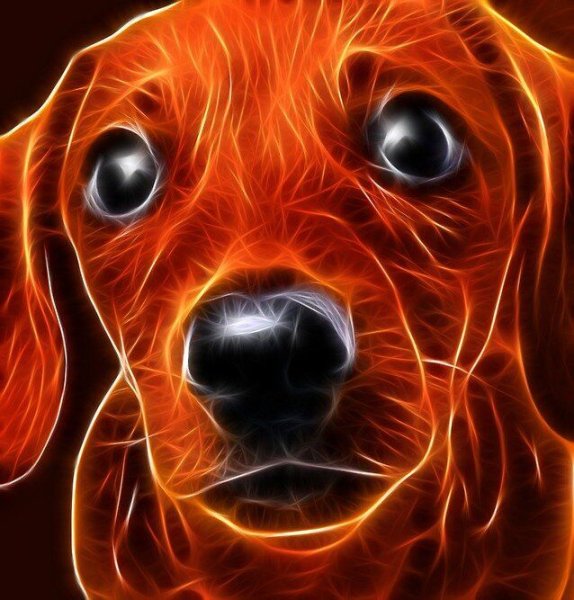 Красная Огненная собака