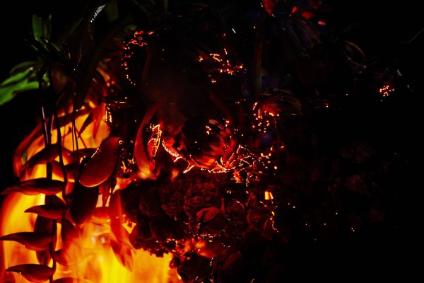 Сгоревшие цветы