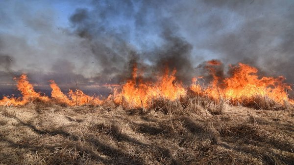 Сгоревшее поле