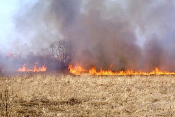 Горящие поля пшеницы в Турции