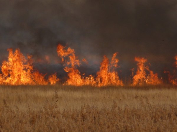 Горящее поле