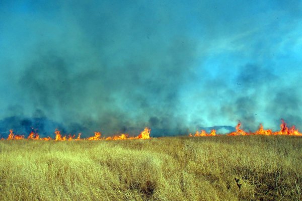 Пламя в поле