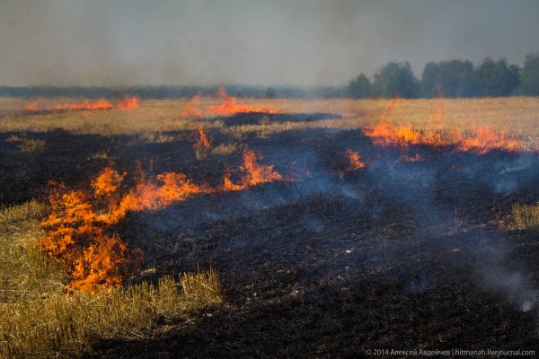 Выжженное поле