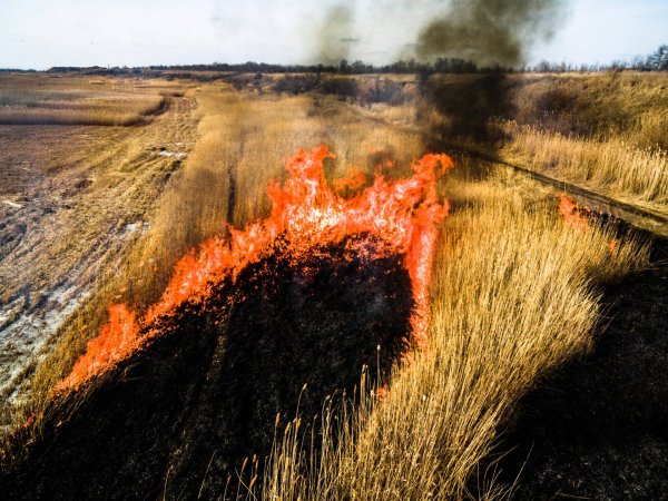 Горящее поле пшеницы