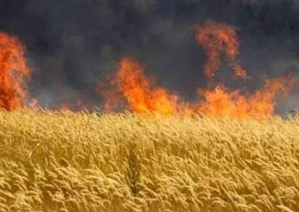 Горящее поле пшеницы