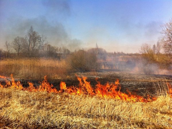 Пал сухой растительности