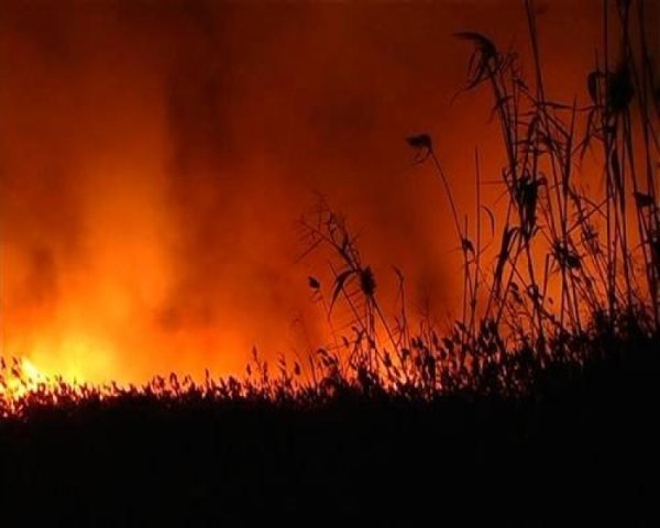 Пожар поля ржи