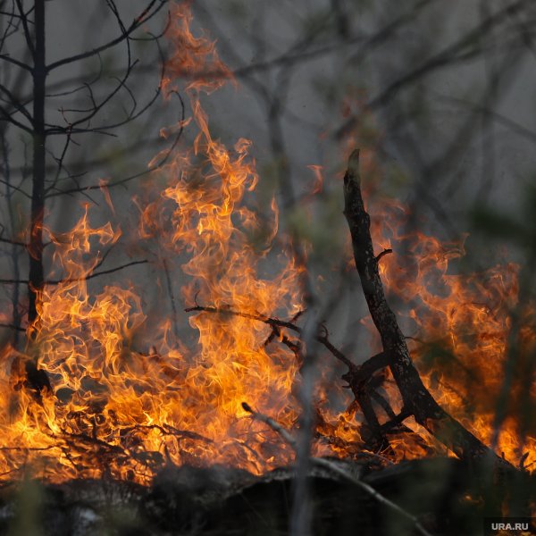 Лесной пожар фото