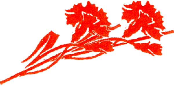 Окна Победы гвоздики