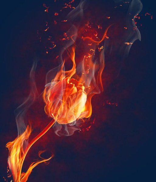 Тюльпаны в огне