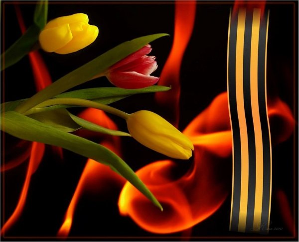 Горящие тюльпаны