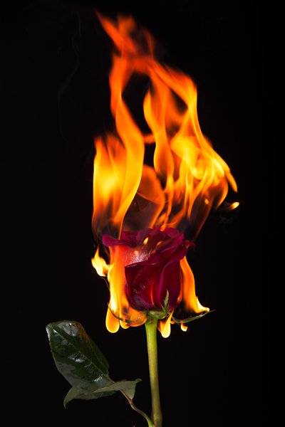 Горящий цветок