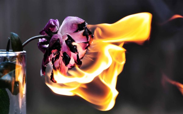 Горящая роза