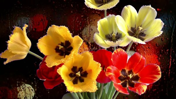 Тюльпаны в огне