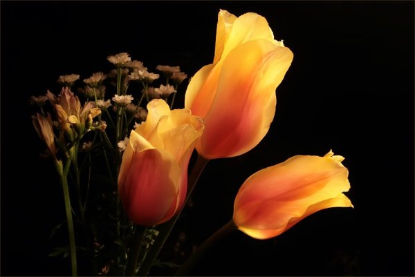 Тюльпаны гиф