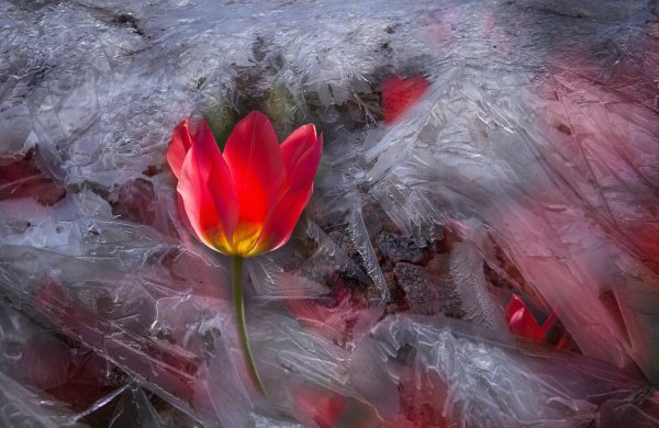 Цветы подо льдом