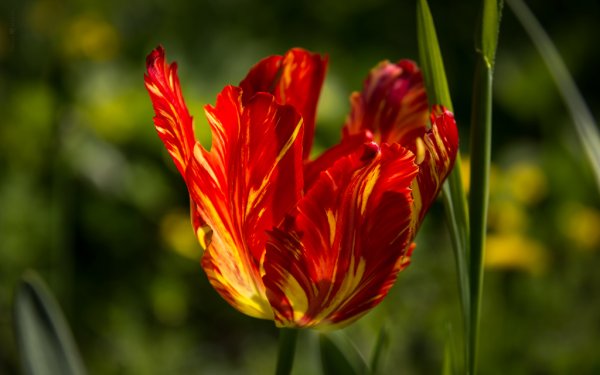 Тюльпан Пламенный фурор