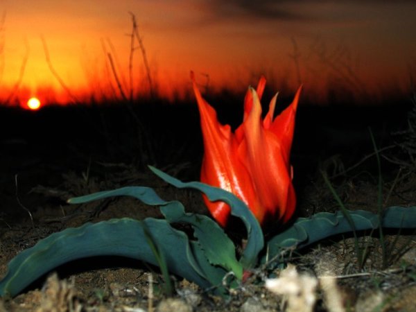 Байконурские тюльпаны фото