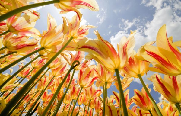 Тюльпан Олимпийский огонь