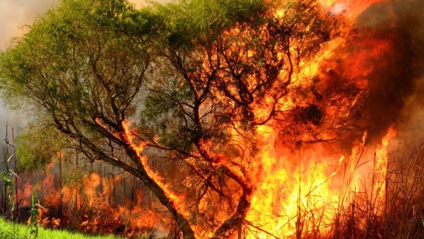 Дерево в огне