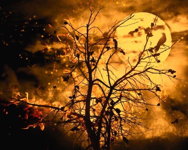 Горящее дерево Эстетика