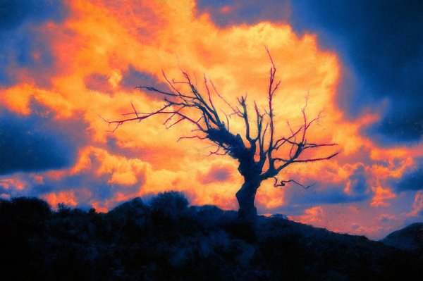 Сожженное дерево