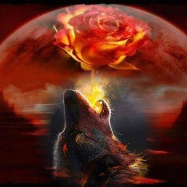 Волк в огне